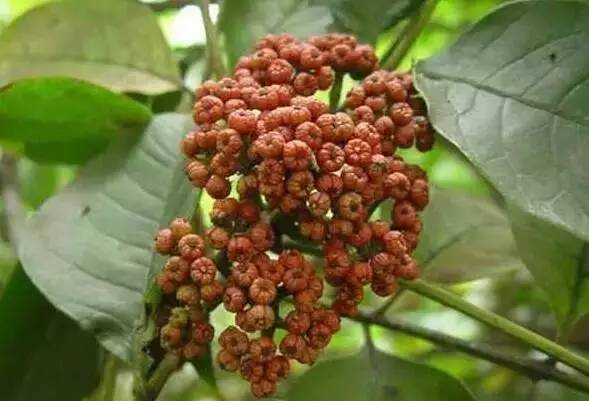 特点农业致富项目加盟,农业种植致富项目大全