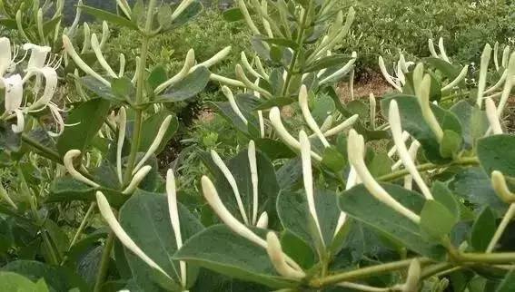 特点农业致富项目加盟,农业种植致富项目大全