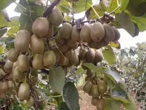 特点农业致富项目加盟,农业种植致富项目大全