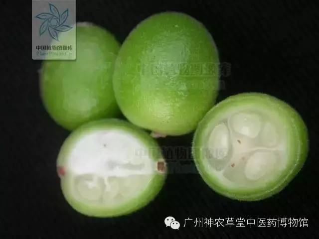 益智仁暖肾固精缩尿温脾,脾虚肾虚乏力中药处方