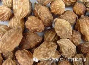 益智仁暖肾固精缩尿温脾,脾虚肾虚乏力中药处方