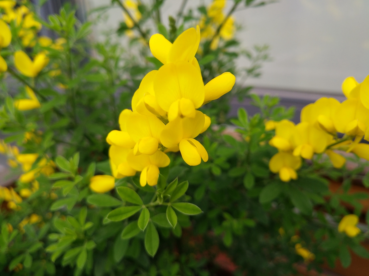 vivoxplay5深度评价,vivoxplay5的性能与其他手机相比