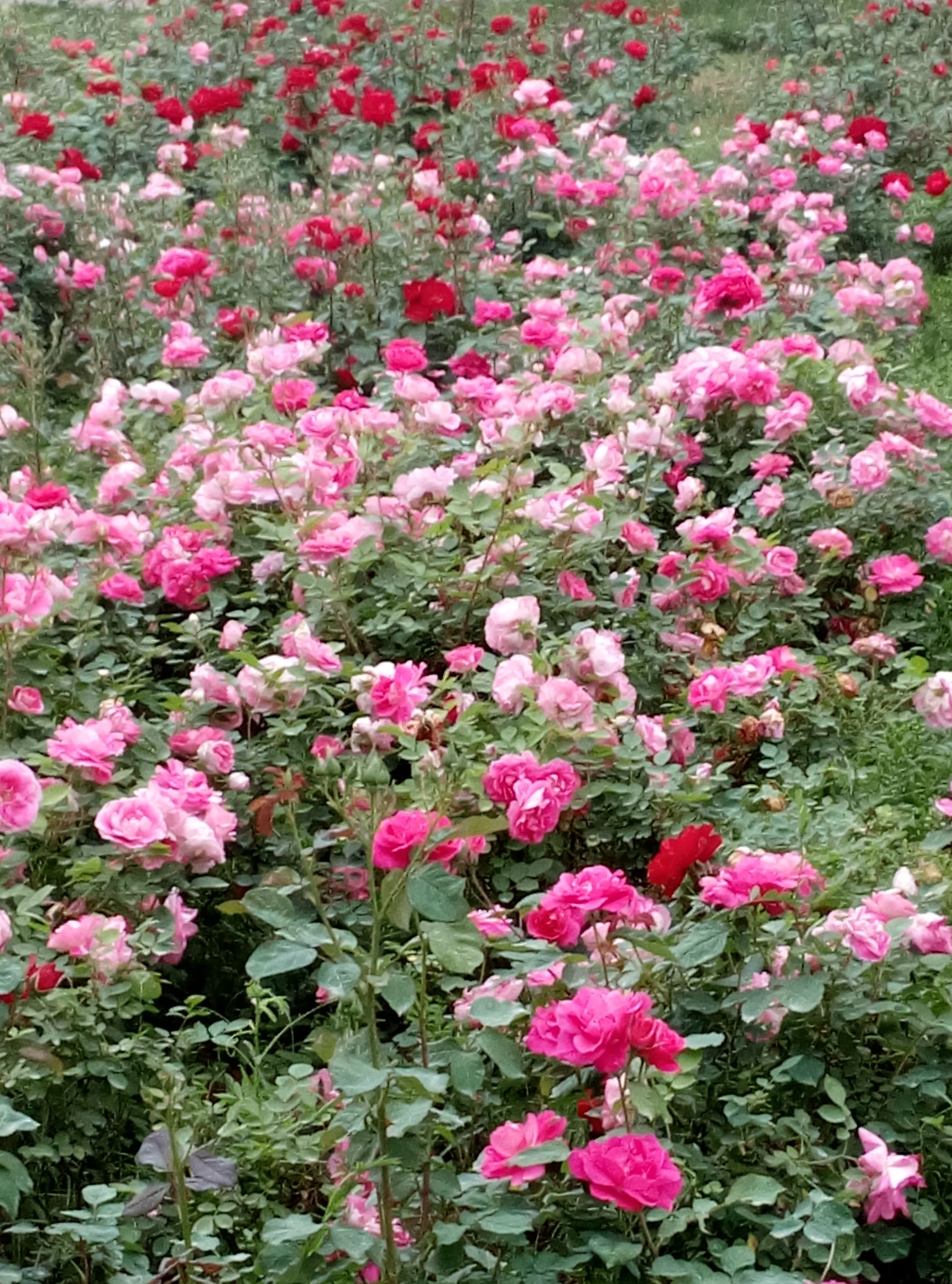 五一赏月季花来宛城,南阳月季大观园五一