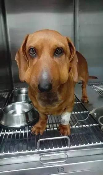 被蜜蜂蛰了的狗狗让人心疼又好笑,最近网上爆火的被蜜蜂蛰了的狗狗