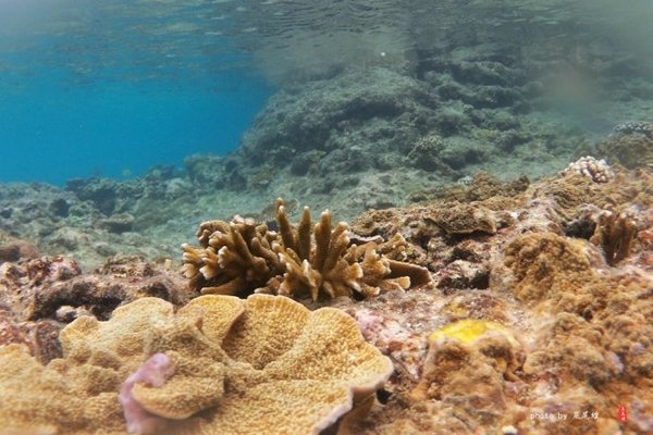 珊瑚海日本,陪你去看海底世界