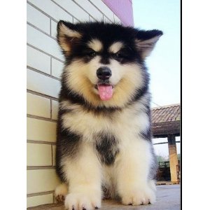 你分得清吗的梗,你分得清骡子驴牛吗