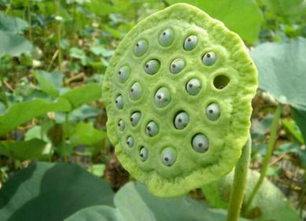 荷花是我国国花吗,印度为什么把荷花称为国花