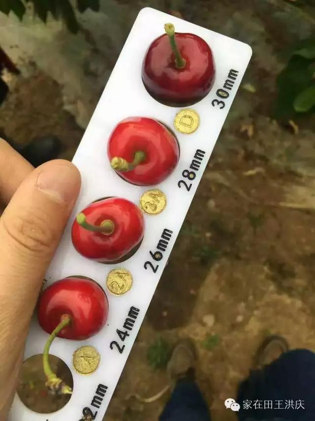 白鹿原采摘大樱桃,去白鹿原采摘樱桃