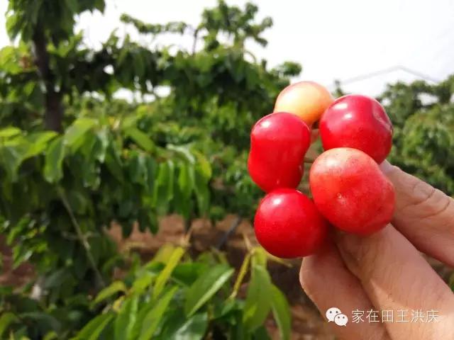 白鹿原采摘大樱桃,去白鹿原采摘樱桃