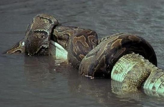 亚马逊绿森蚺电影,亚马逊沼泽巨型绿森蚺