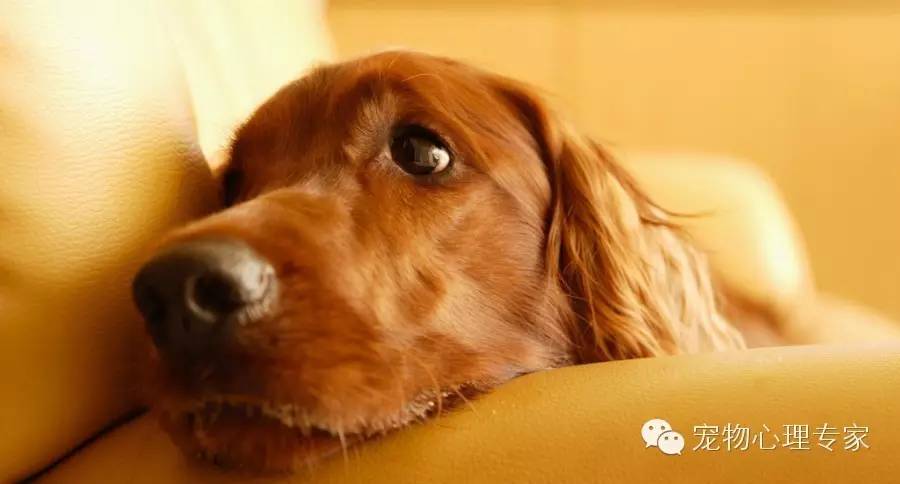 狗狗呕吐腹泻用什么药治疗,狗狗吃了骨头呕吐腹泻怎么办