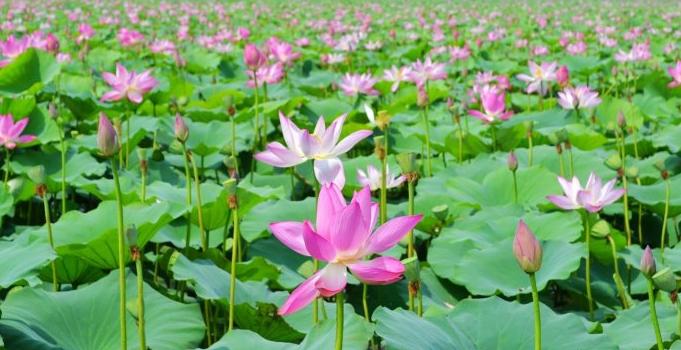 荷花是我国国花吗,印度为什么把荷花称为国花