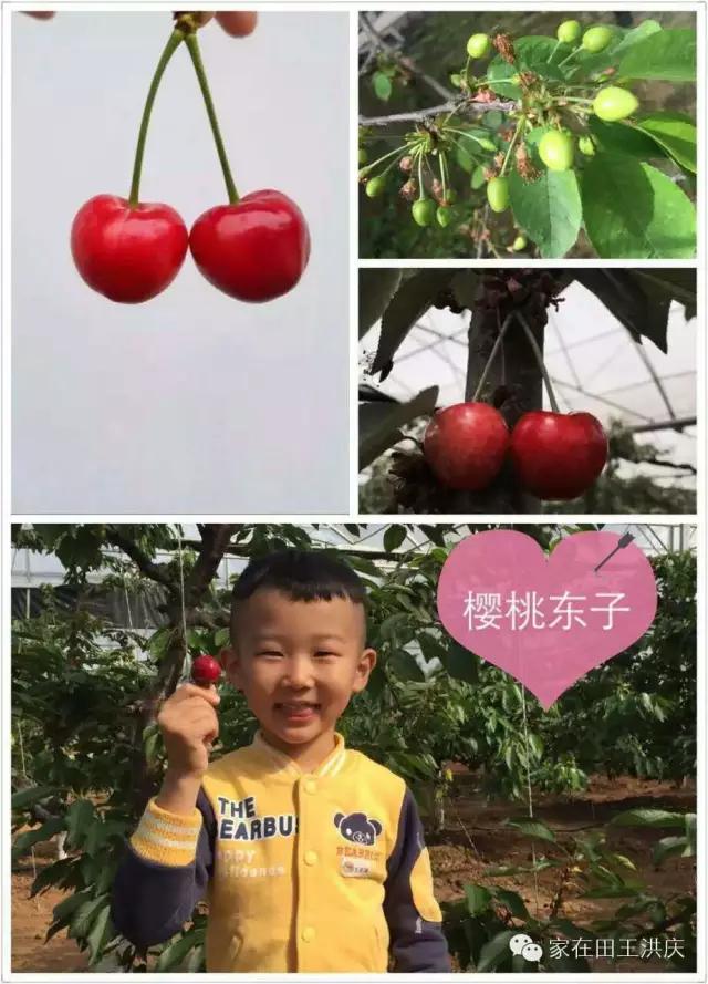 白鹿原采摘大樱桃,去白鹿原采摘樱桃