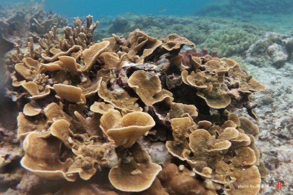 珊瑚海日本,陪你去看海底世界