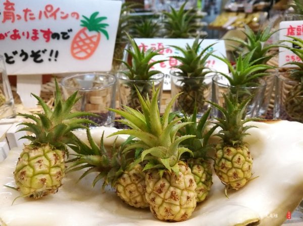 珊瑚海日本,陪你去看海底世界