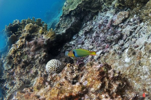 珊瑚海日本,陪你去看海底世界