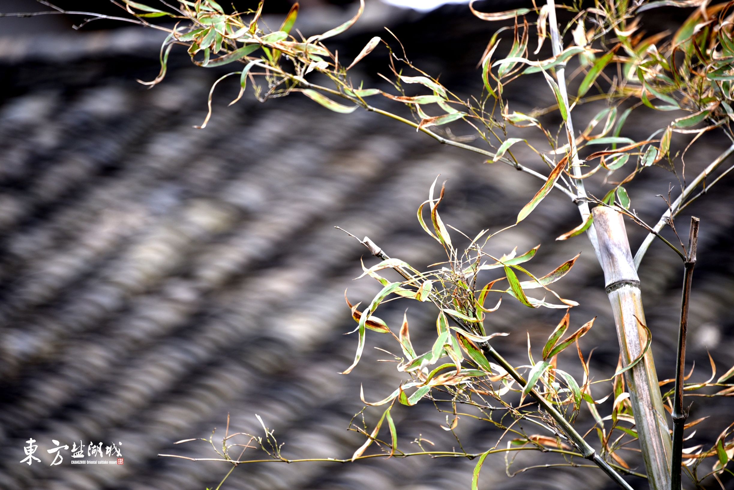 梦入桃花源现代版,梦入桃花源完整版