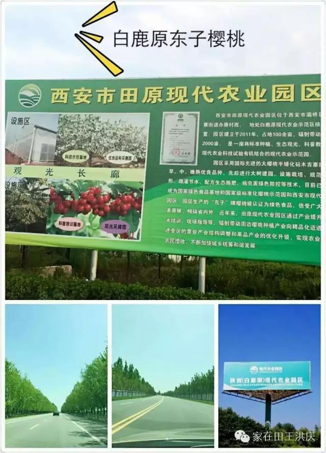 白鹿原采摘大樱桃,去白鹿原采摘樱桃