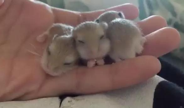 宠物宝宝能有多可爱,超萌小宠物萌到你的心都融化