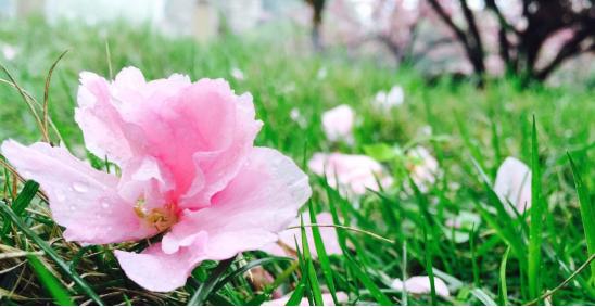 华为p9与华为p9plus区别对比,华为p9外观怎么区分高低配