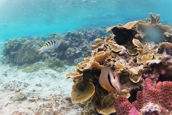 珊瑚海日本,陪你去看海底世界