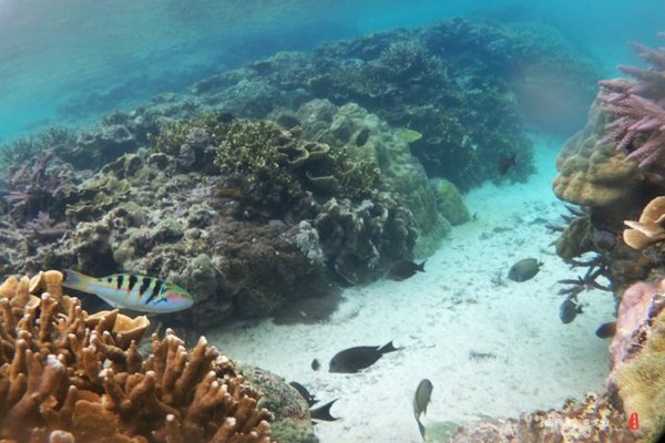 珊瑚海日本,陪你去看海底世界