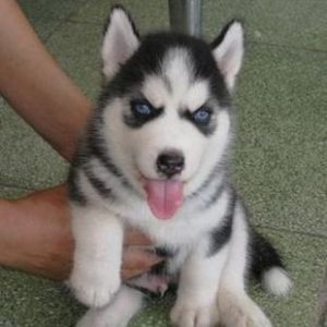 你分得清吗的梗,你分得清骡子驴牛吗