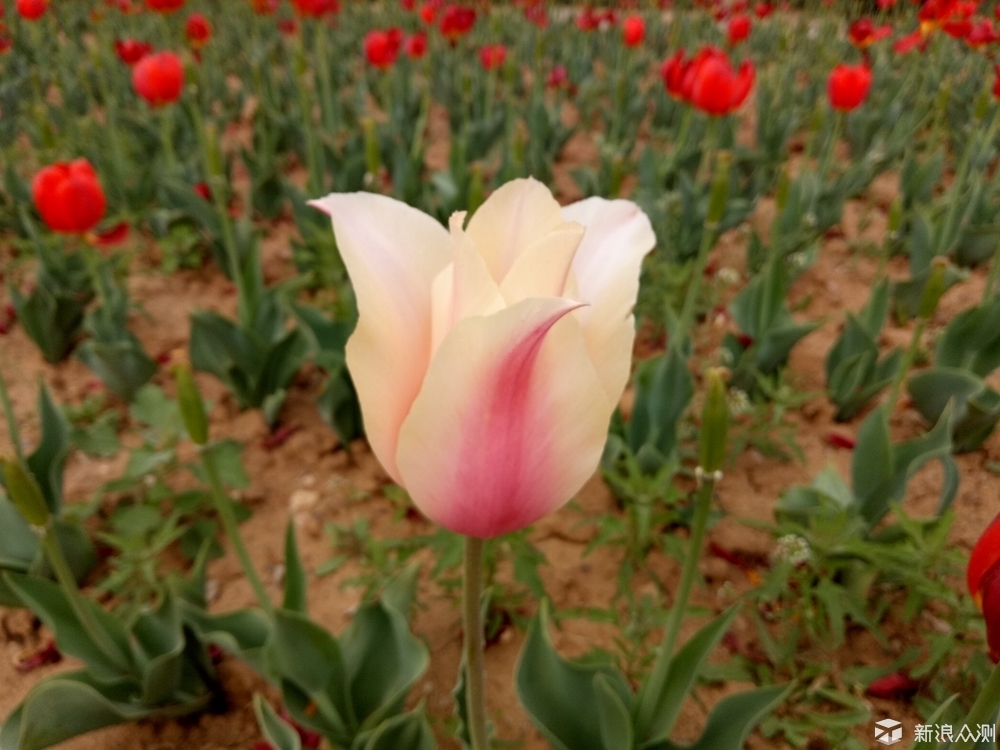 oppor9哪款最好用,oppor9都有特殊什么功能