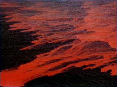 海贝淡菜怎么吃,野生海虹淡菜青口贝怎么吃