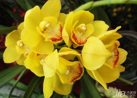 蕙兰的九头兰值钱吗,九子大花蕙兰和普通蕙兰