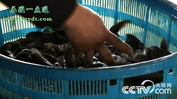 大棚养殖泥鳅一亩利润多少,高收益泥鳅养殖基地