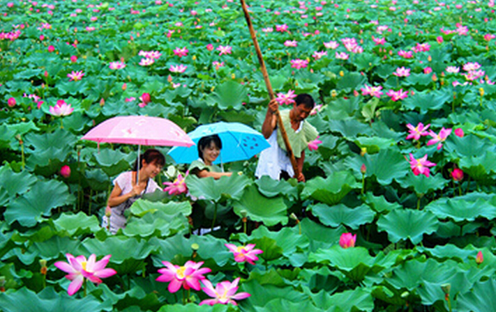 荷花是我国国花吗,印度为什么把荷花称为国花