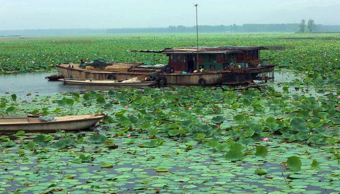 荷花是我国国花吗,印度为什么把荷花称为国花