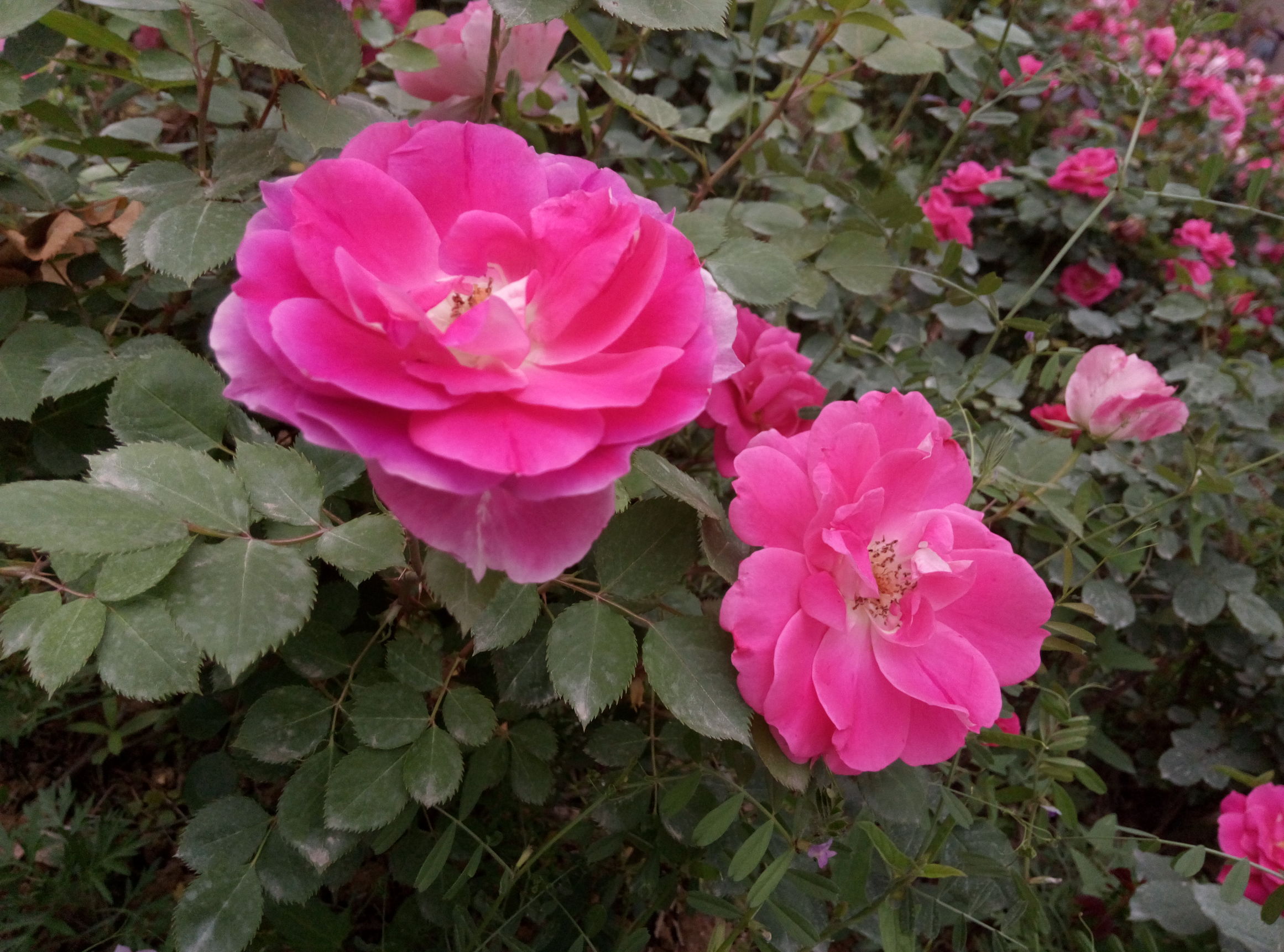 五一赏月季花来宛城,南阳月季大观园五一