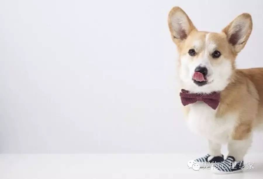 狗狗呕吐腹泻用什么药治疗,狗狗吃了骨头呕吐腹泻怎么办