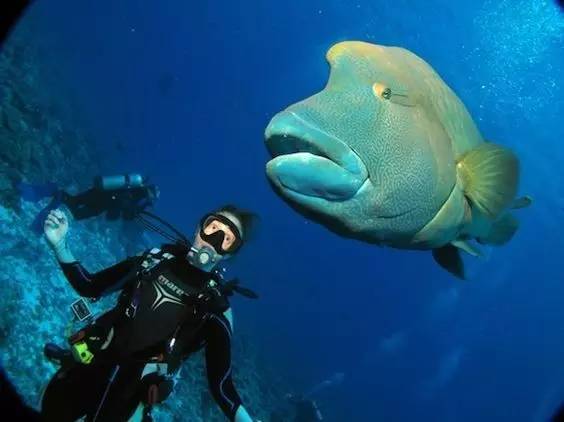 帕劳旅游报价携程,帕劳深度旅游攻略