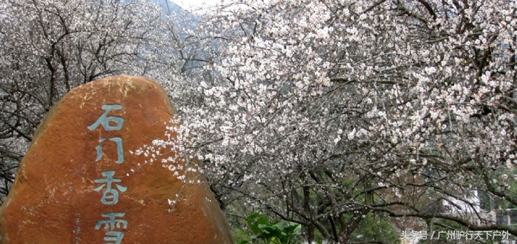 从化石门公园赏红叶旅游团,从化石门森林公园赏梅花路线