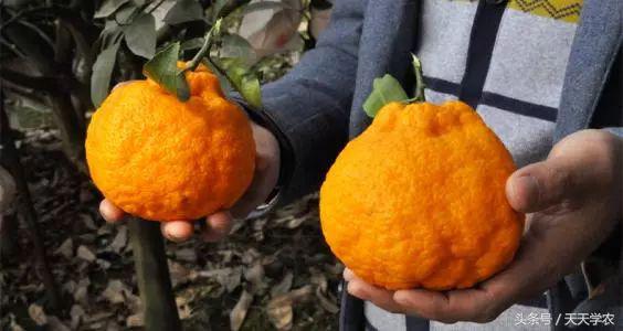 丑柑现在怎么样,真正的丑柑