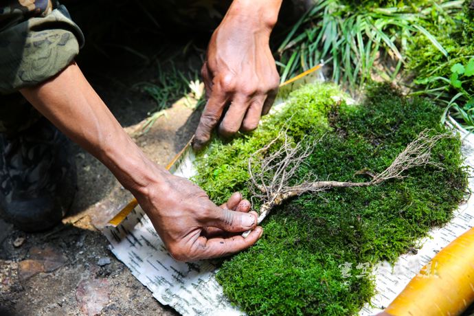 人参最简单有什么用途,关于人参你应该知道的哪些知识