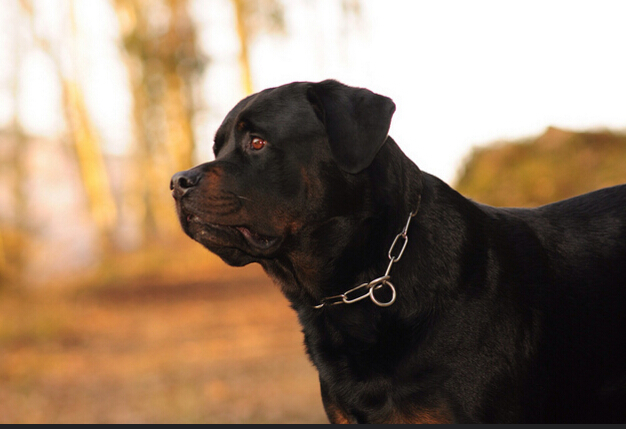 德国犬种罗威纳图片,欧美最受欢迎的犬种罗威纳犬