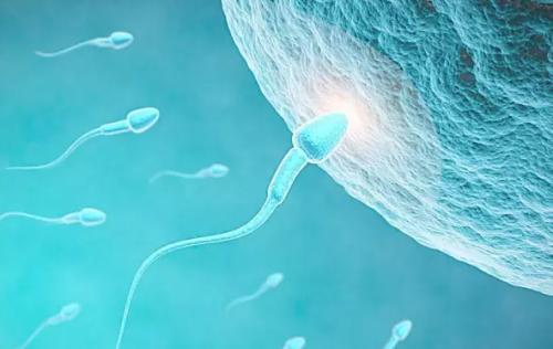 真实试管婴儿的过程,试管婴儿的真实过程