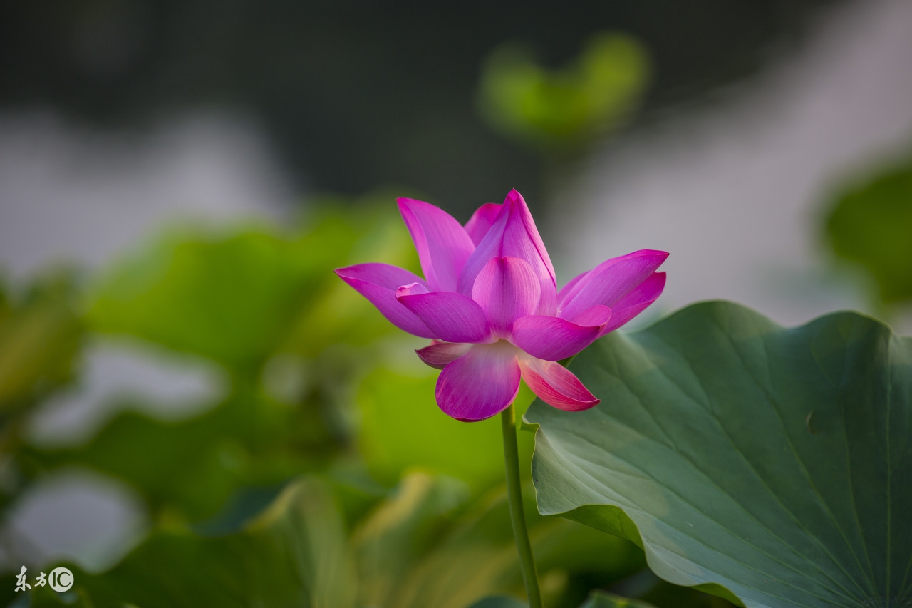 小学古诗大全集锦,小学古诗归类整顿部编版