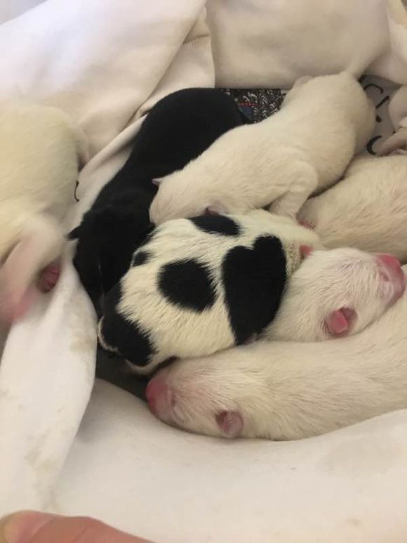 网友晒了自家萨摩耶生的崽，我看了眼，忍不住笑出声来