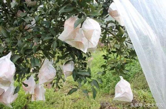 丑柑现在怎么样,真正的丑柑