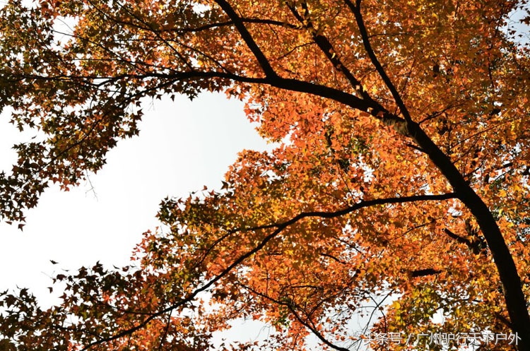 从化石门公园赏红叶旅游团,从化石门森林公园赏梅花路线