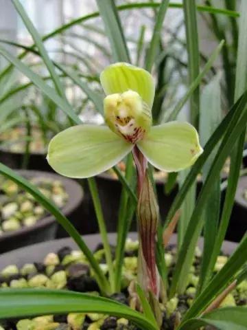 精品玉兰的品种及图片,国兰花朵不艳丽但香气清雅