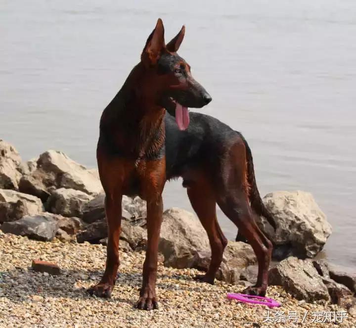 狼犬界少有匹敌的存在，中国莱州红，不得不说的事！