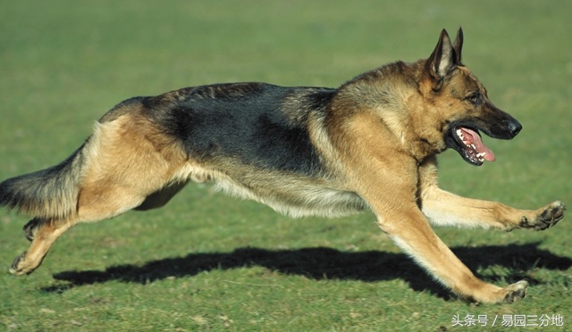 戌狗属相运程,十二生肖运势2023年戌狗