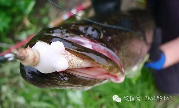 经典教学雷强装备篇之雷蛙系列,雷强雷蛙绑法