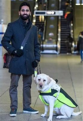 拉布拉多犬为什么作为导盲犬,导盲犬为什么拉布拉多比金毛多